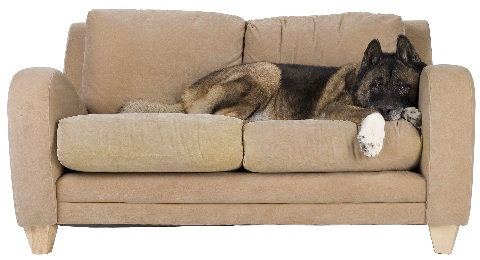 ⇒【Cómo eliminar el olor a orín de perro de un sofá hecho de microfibra  imitación ante sintético Peru】 ↓↓↓ Lima 993-952-634